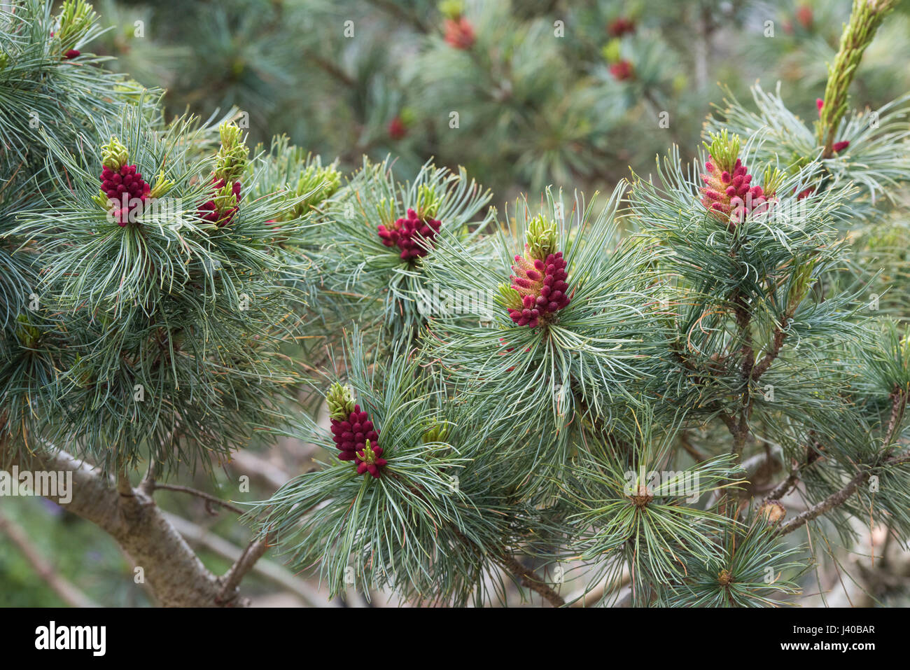 Pinus Pumila Draijers Nain. Nain Draijers en pin japonais la floraison en avril. UK Banque D'Images