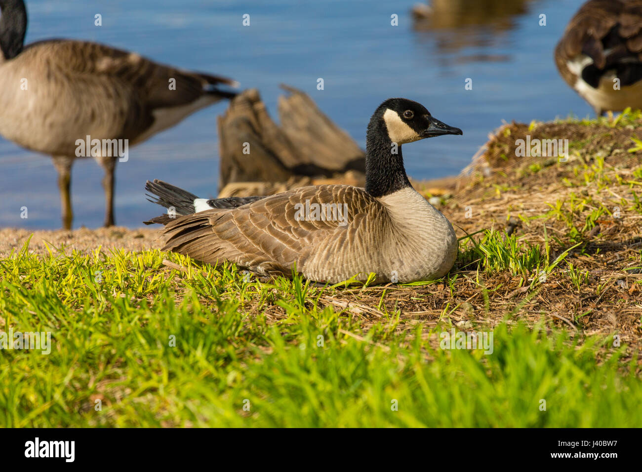 Bernache du canada branta canadensis au bord du lac Banque de ...