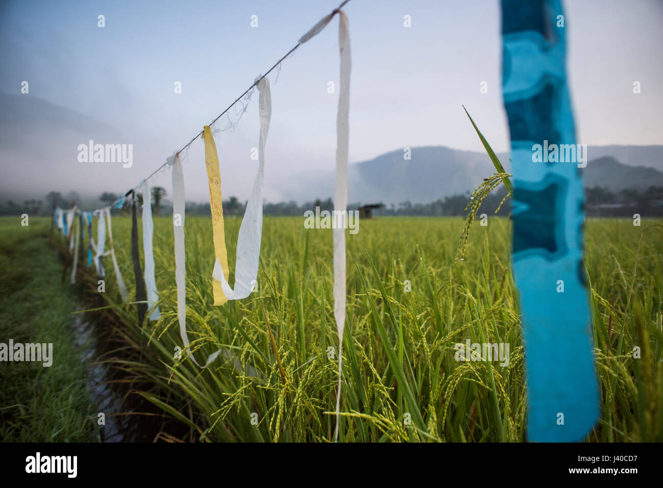 Champ de riz dans la vallée de Harau, Sumatra, Indonésie. Banque D'Images