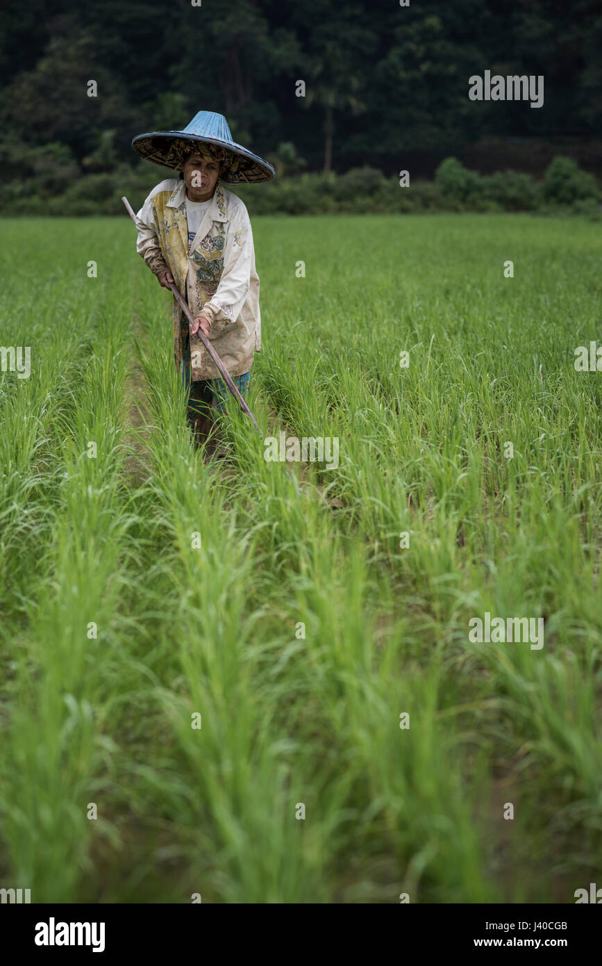 Un champ de riz femme travailleur, à la vallée de Harau, Sumatra, Indonésie. Banque D'Images