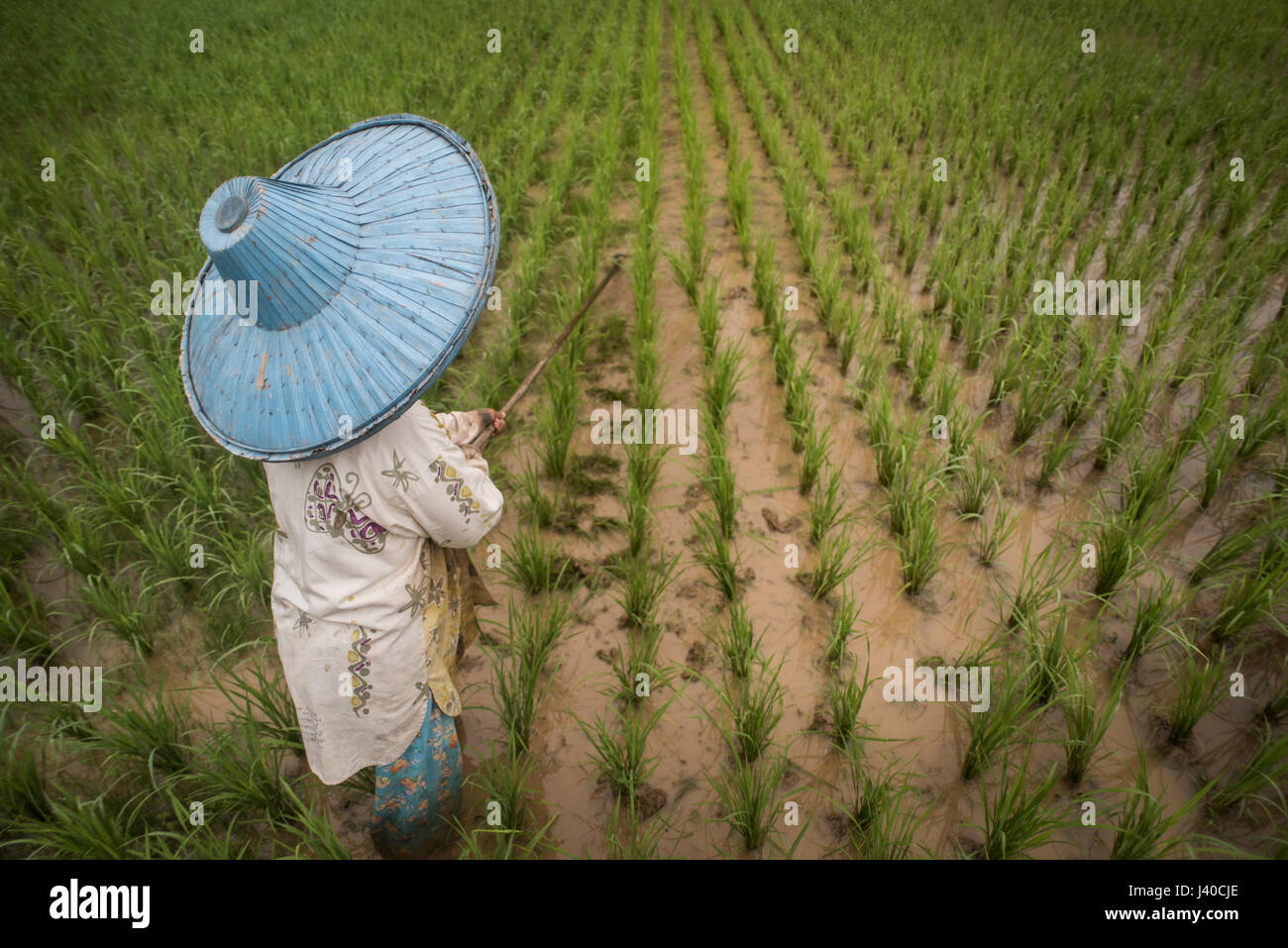 Un champ de riz femme travailleur, à la vallée de Harau, Sumatra, Indonésie. Banque D'Images