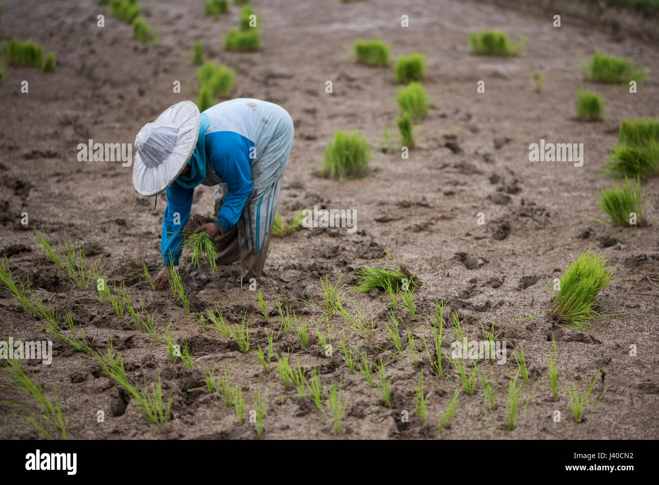 Une femme travaille dans un champ de riz à la vallée de Harau, Sumatra, Indonésie. Banque D'Images