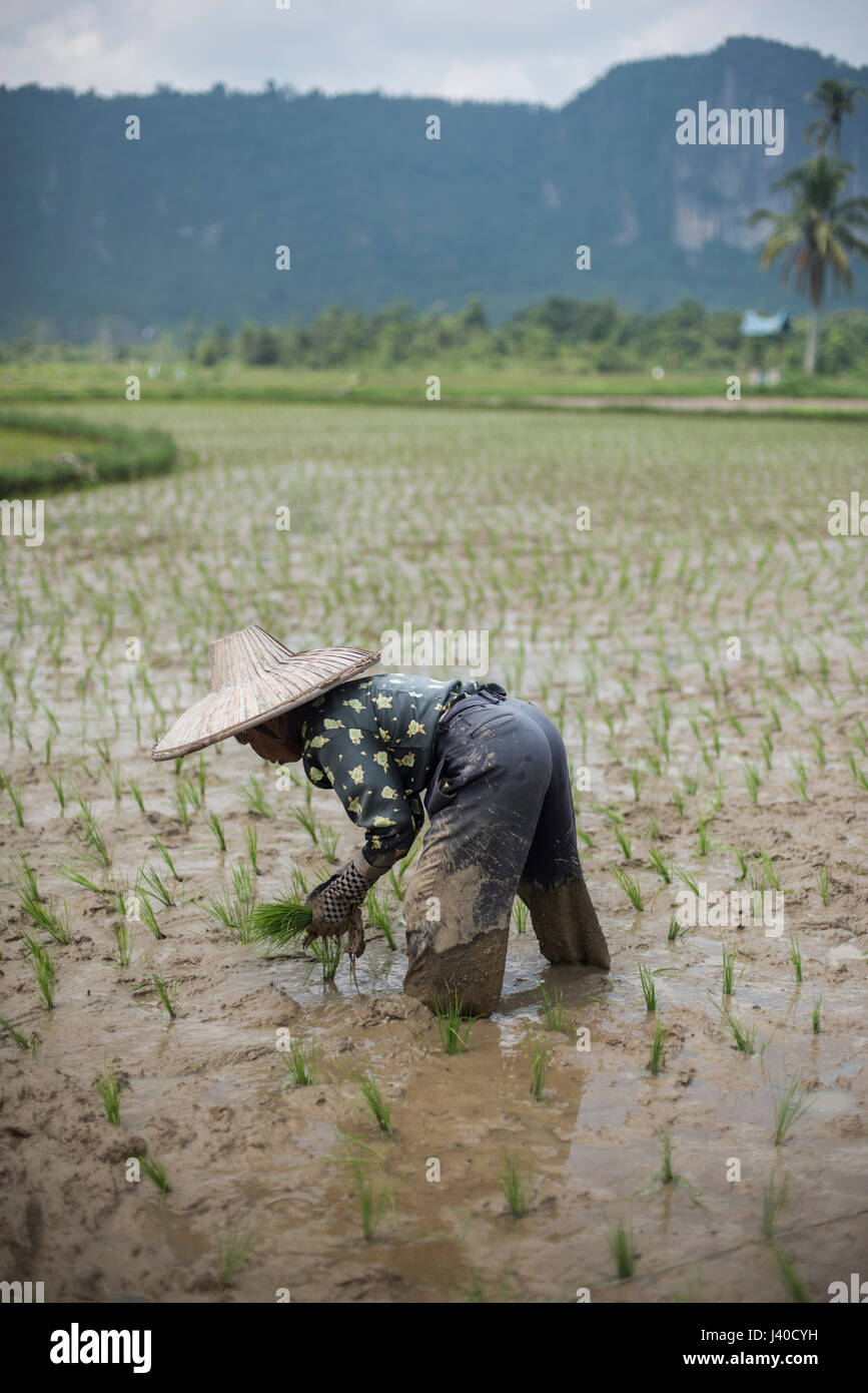 Une femme travaille dans un champ de riz à la vallée de Harau, Sumatra, Indonésie. Banque D'Images