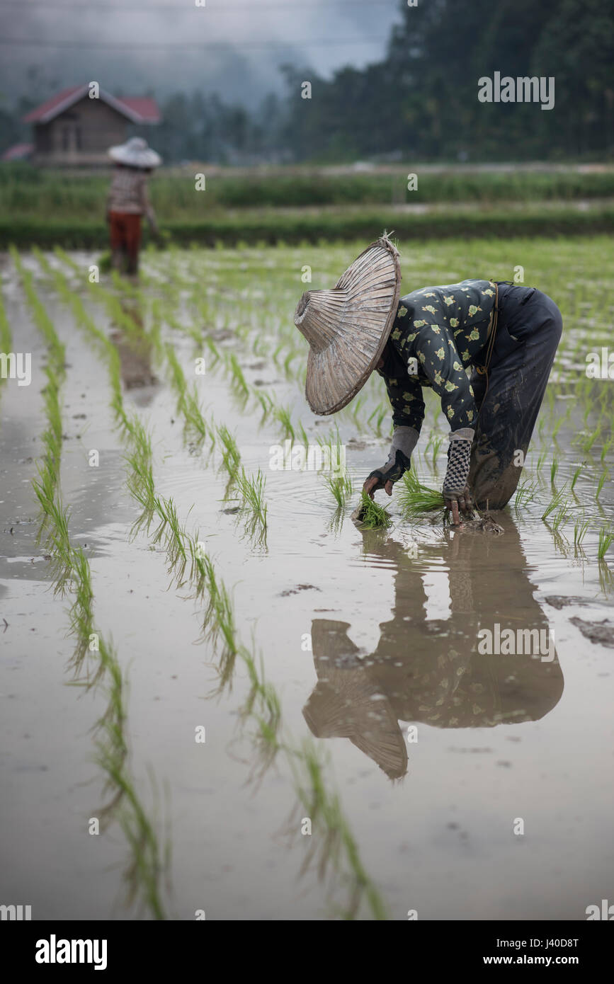 Les femmes qui travaillent dans un champ de riz à la vallée de Harau, Sumatra, Indonésie. Banque D'Images