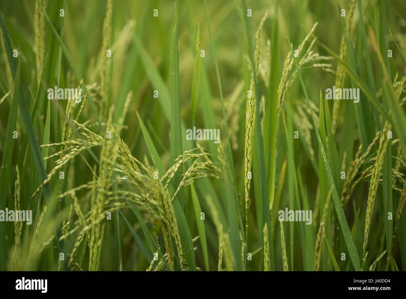 Close-up d'un plant de riz, Harau Valley, Sumatra, Indonésie. Banque D'Images