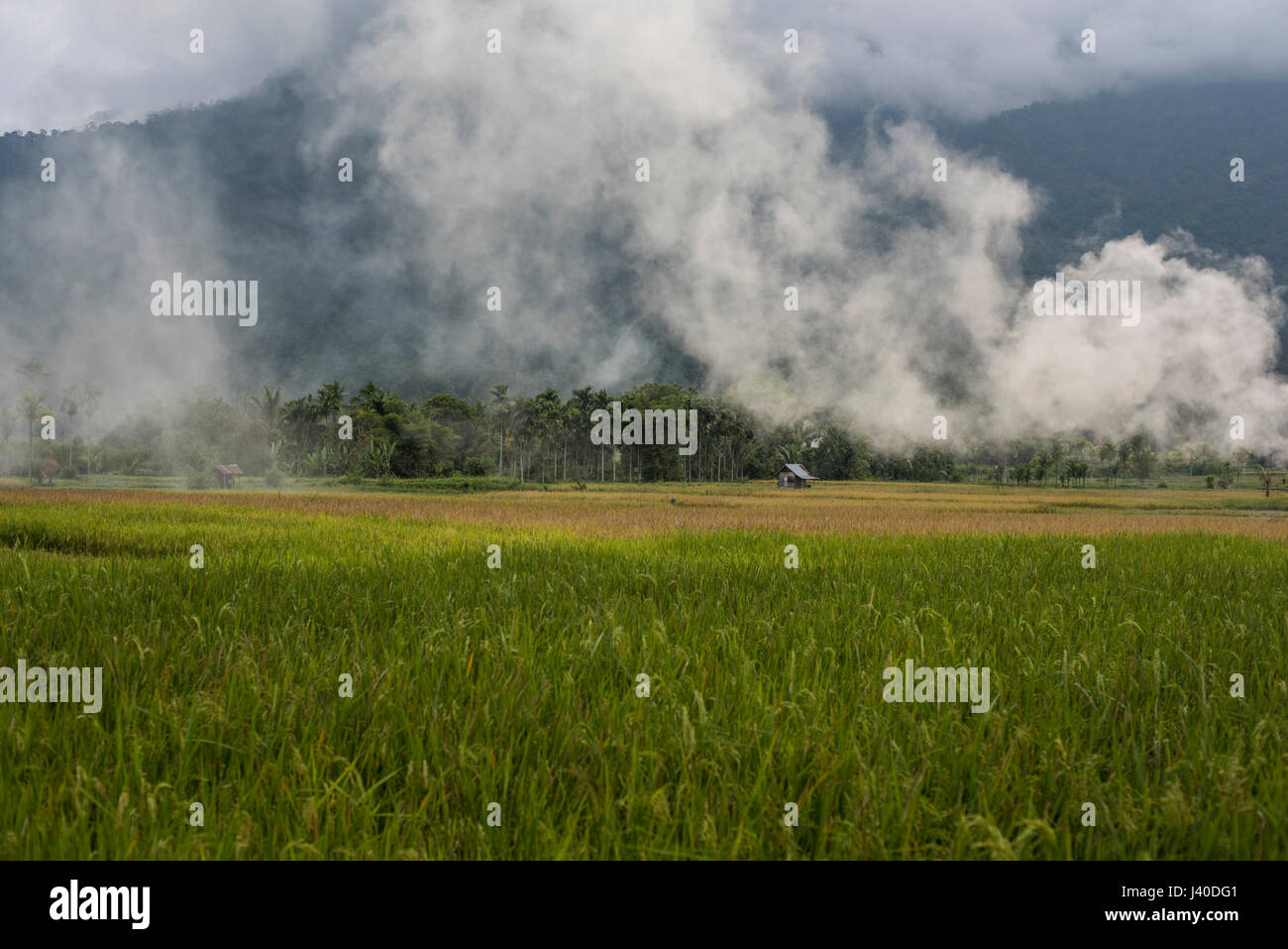 Champ de riz dans la vallée de Harau, Sumatra, Indonésie. Banque D'Images