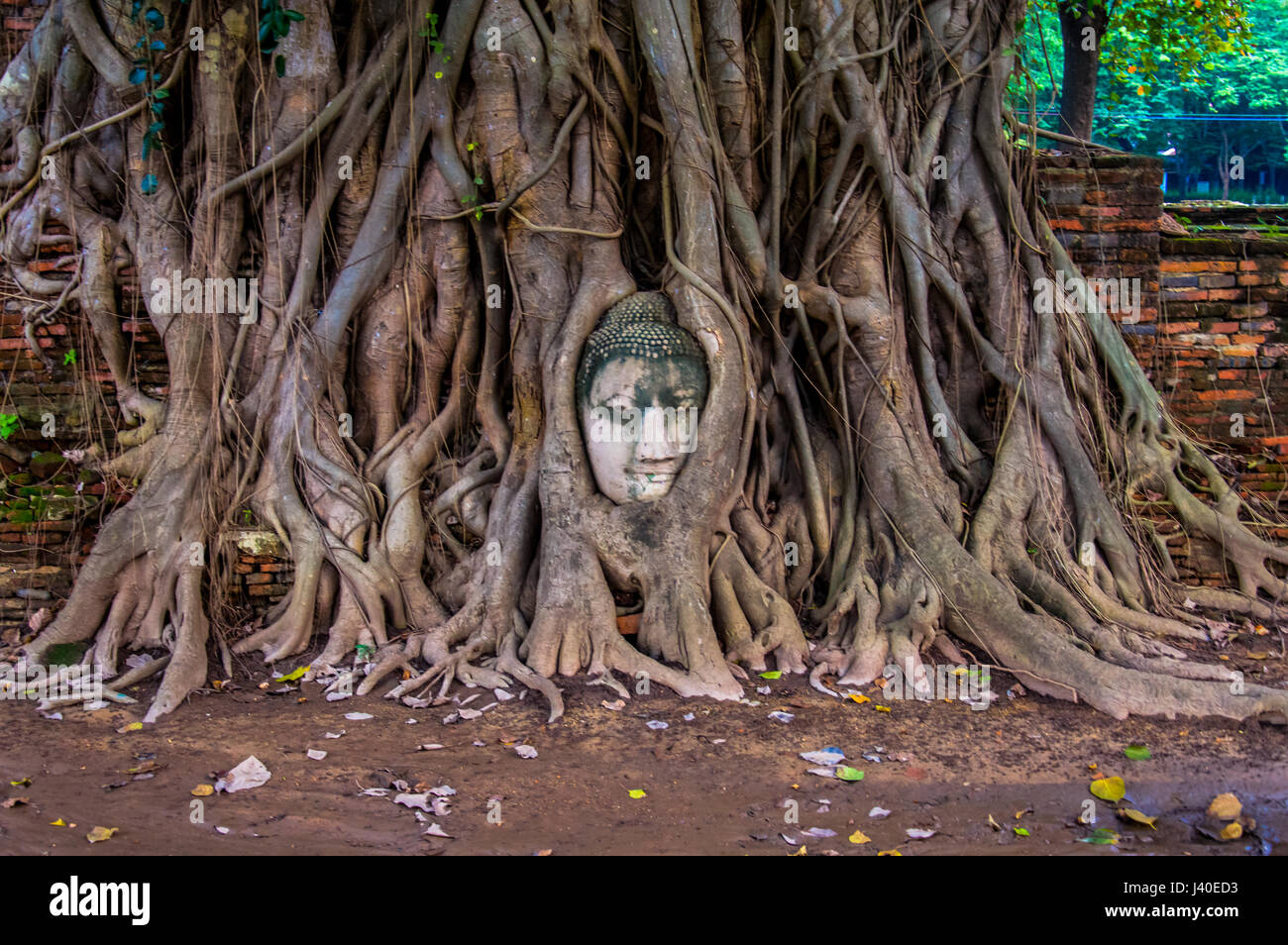 Tête de Bouddha Statue en racine d'arbre, Ayuthaya Banque D'Images