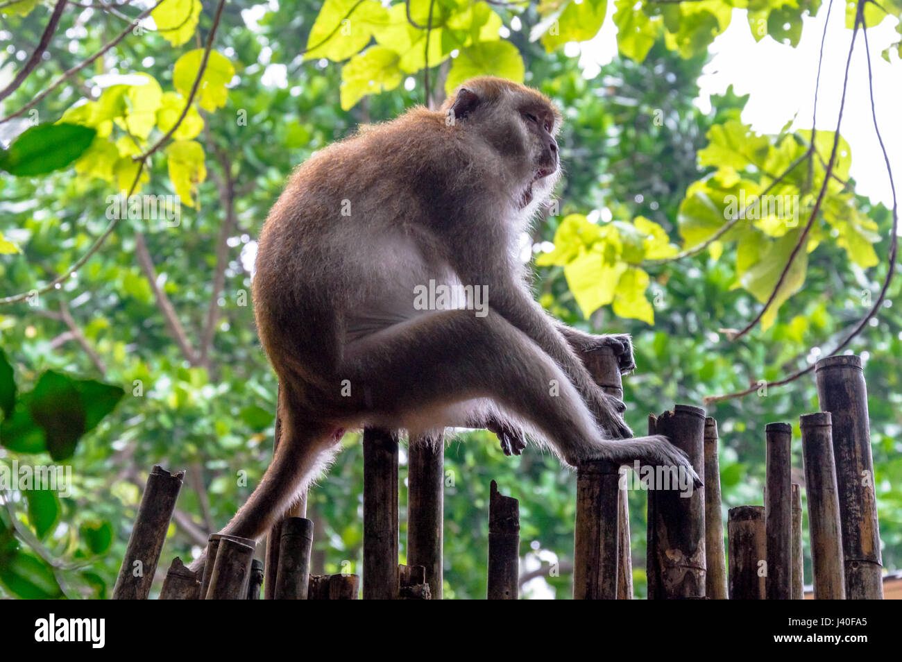 Portrait of Monkey assis contre l'arbre Banque D'Images