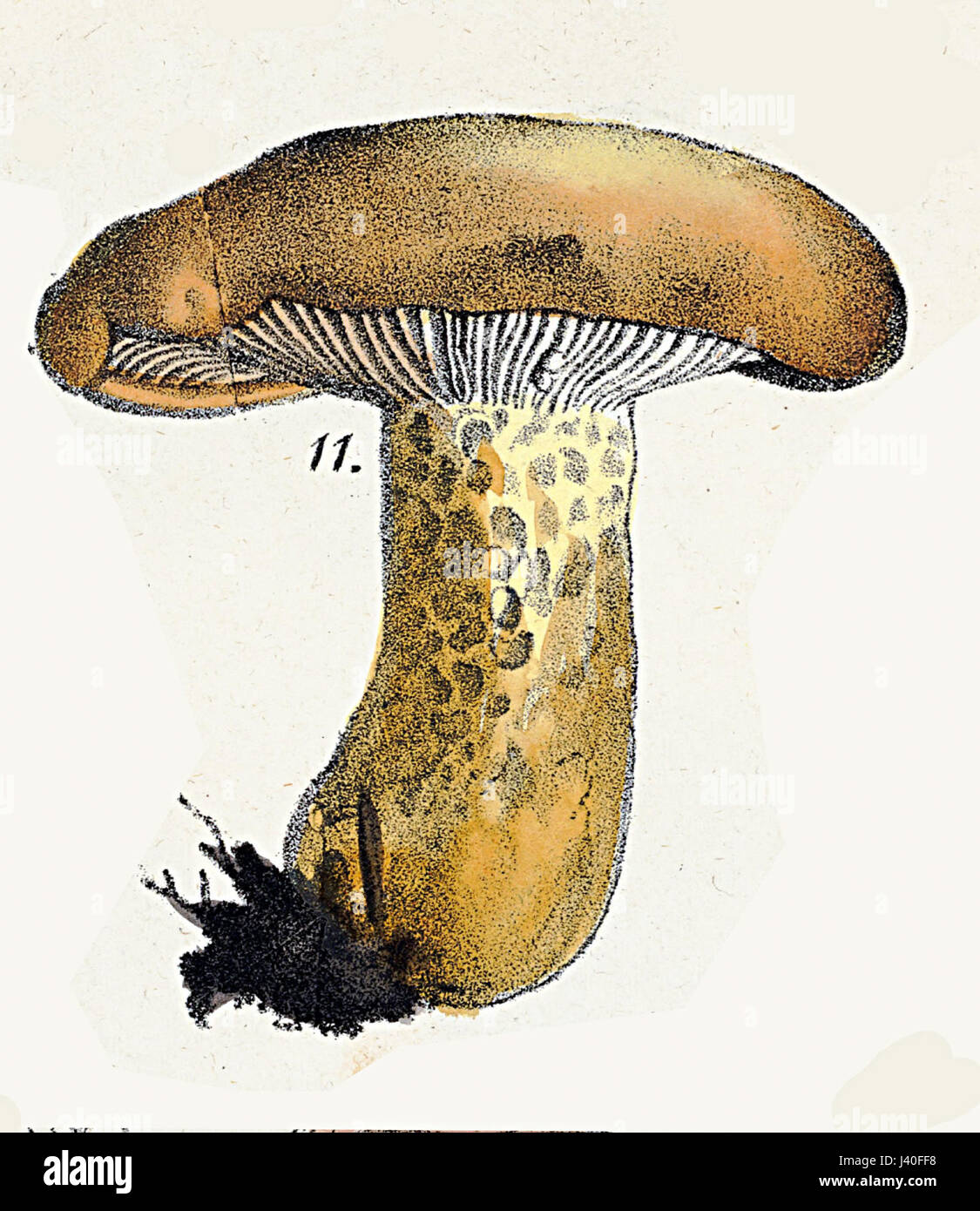 Intermedius de L Banque D'Images