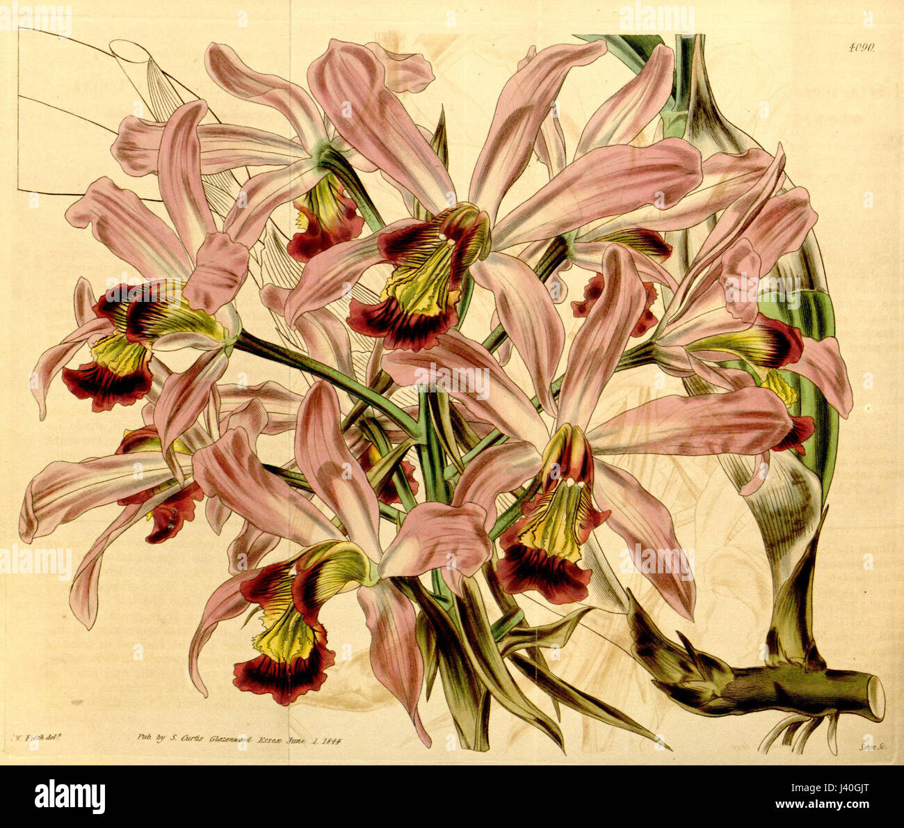Une illustration de Laelia superbiens, une espèce d'orchidée, tirée du magazine Botanical de Curtis en 1844. Le dessin met en valeur la structure et la beauté uniques de la fleur, soulignant son importance en botanique. Banque D'Images