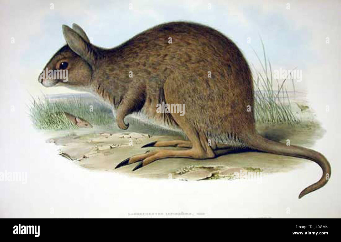 Gould leporides wallaby Banque D'Images