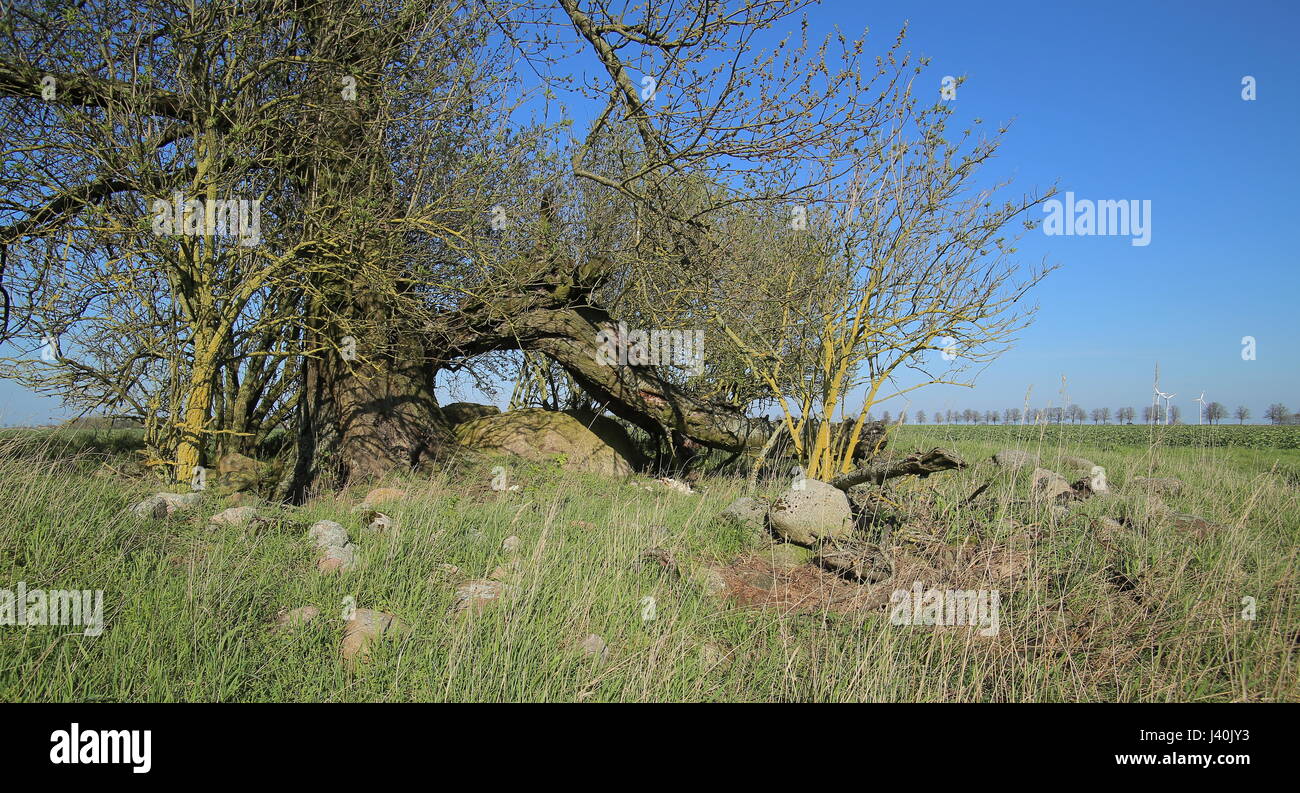 Ruiné tombe mégalithique près de Zastrow brut en Allemagne. Banque D'Images