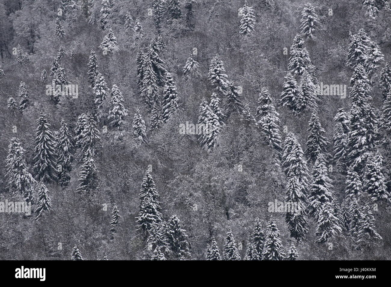 La forêt de conifères sur un jour de neige. Banque D'Images