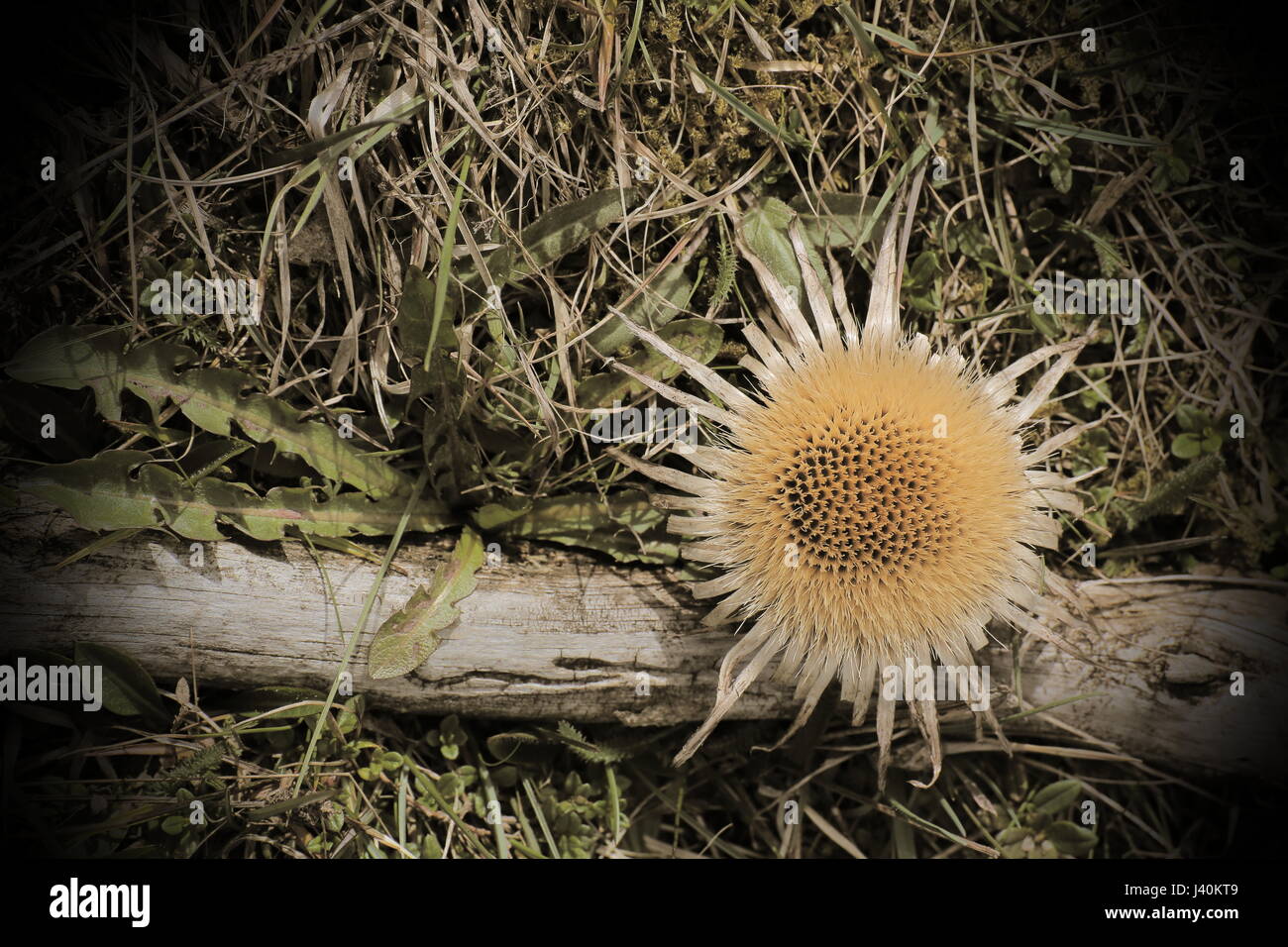 Image style vintage de Carlina acaulis carline acaule (champs). Banque D'Images