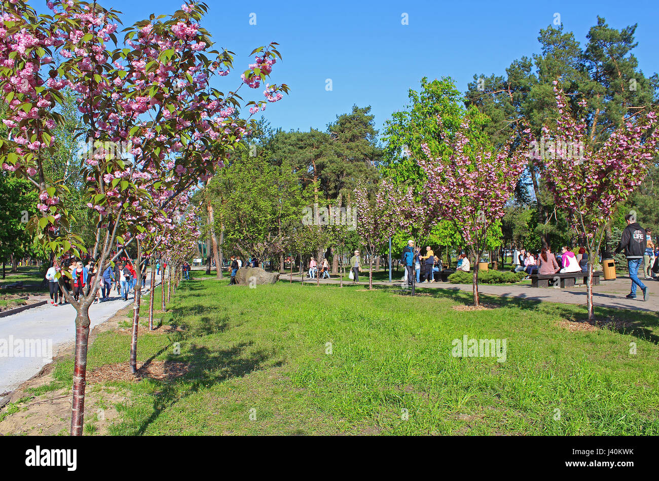 Kiev, UKRAINE - Mai 01, 2017 : personnes non identifiées sont la marche sur sakura alley dans un jardin japonais Kyoto stylisé Banque D'Images