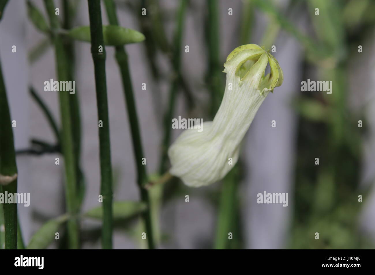 Blossom de Ceropegia ampliata, une espèce de lanterne de fleurs. Banque D'Images
