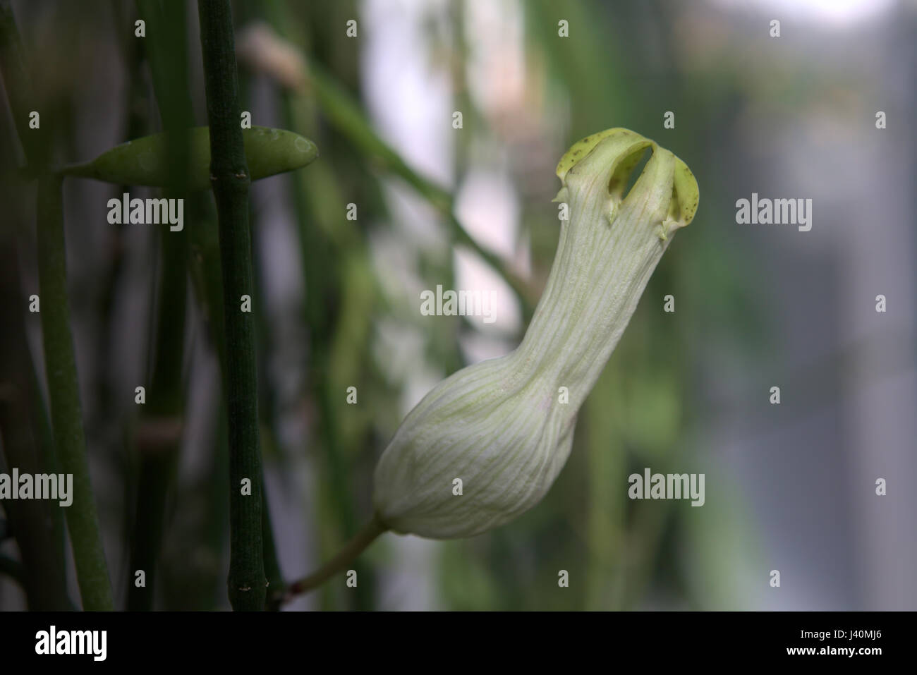 Blossom de Ceropegia ampliata, une espèce de lanterne de fleurs. Banque D'Images