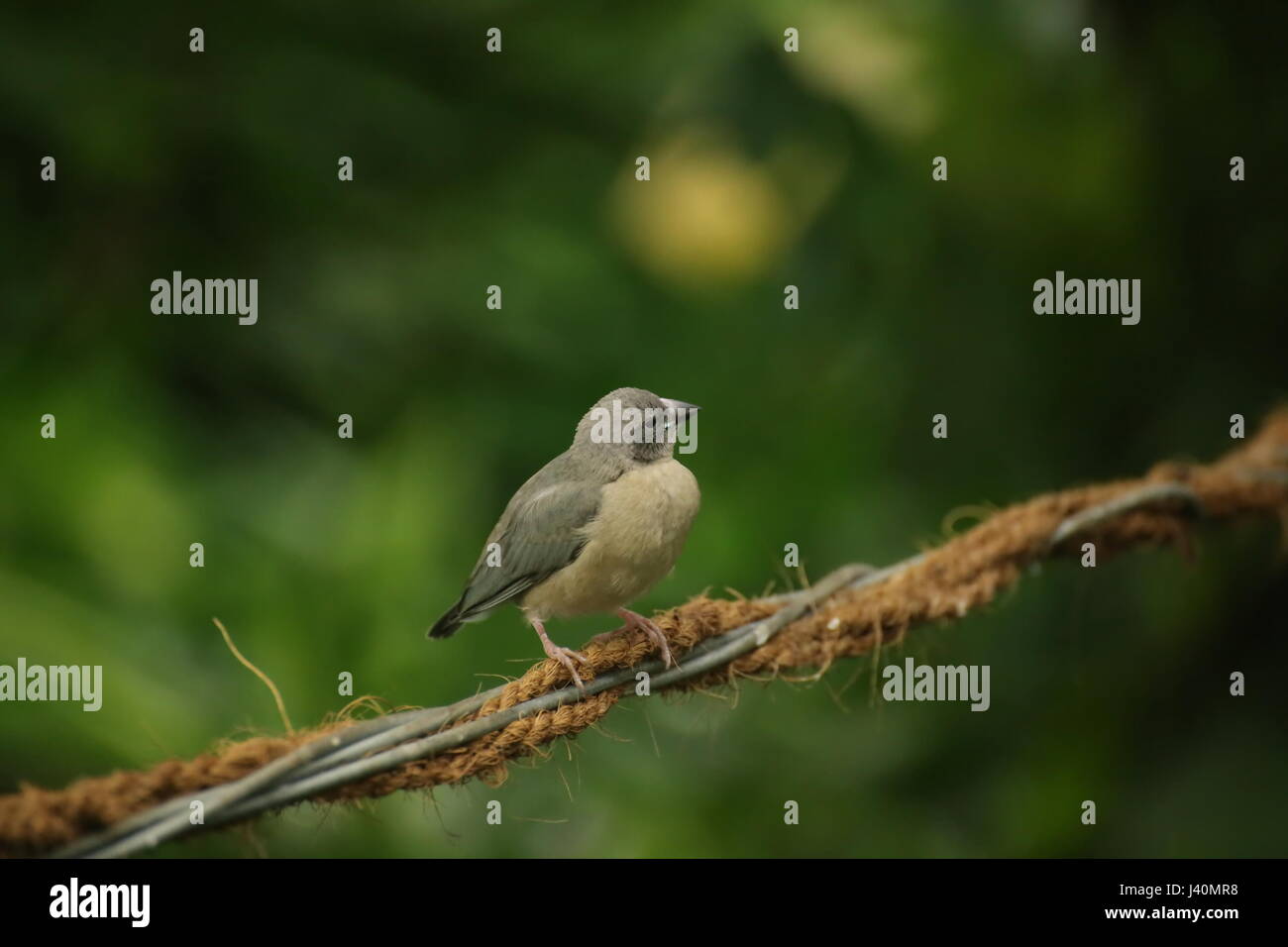 Les jeunes gouldian finch (Erythrura gouldiae) assis sur un fil. Banque D'Images