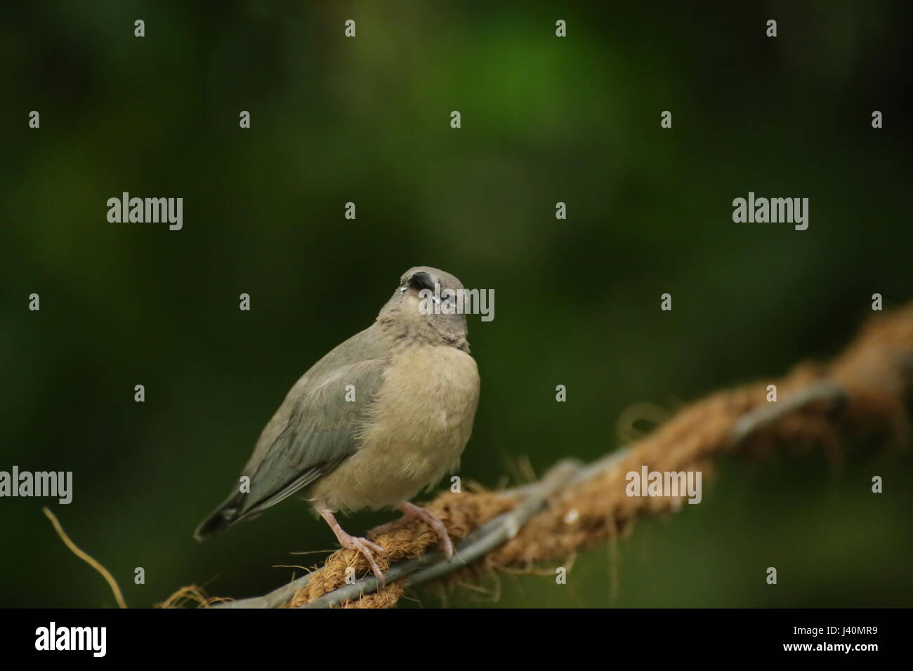Les jeunes gouldian finch (Erythrura gouldiae) assis sur un fil. Banque D'Images