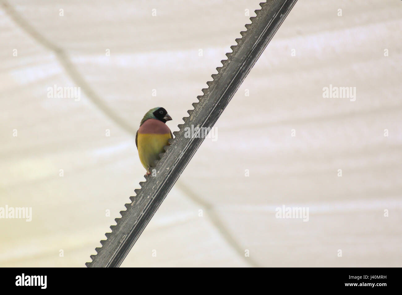 Gouldian finch colorés (Erythrura gouldiae) assis sur le dispositif en métal. Banque D'Images