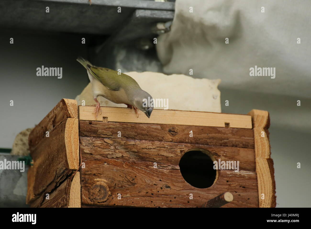Les jeunes gouldian finch (Erythrura gouldiae) le nichoir. Banque D'Images