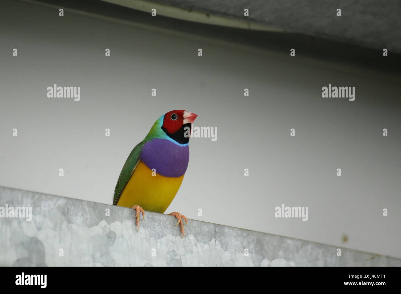 Gouldian finch colorés (Erythrura gouldiae) assis sur le métal. Banque D'Images