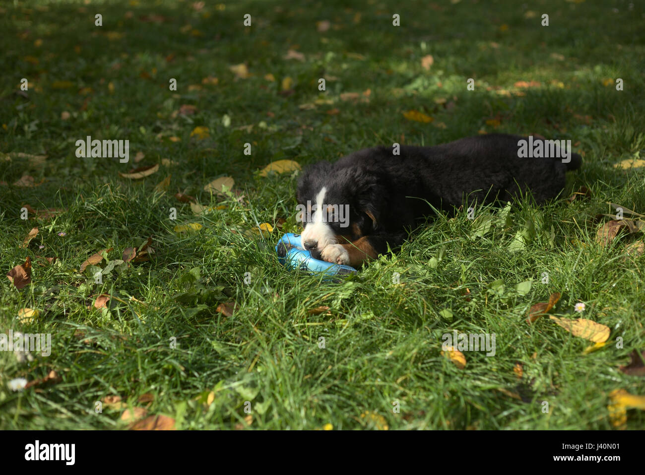 Chiot dans l'herbe à mâcher sur une boule. Banque D'Images