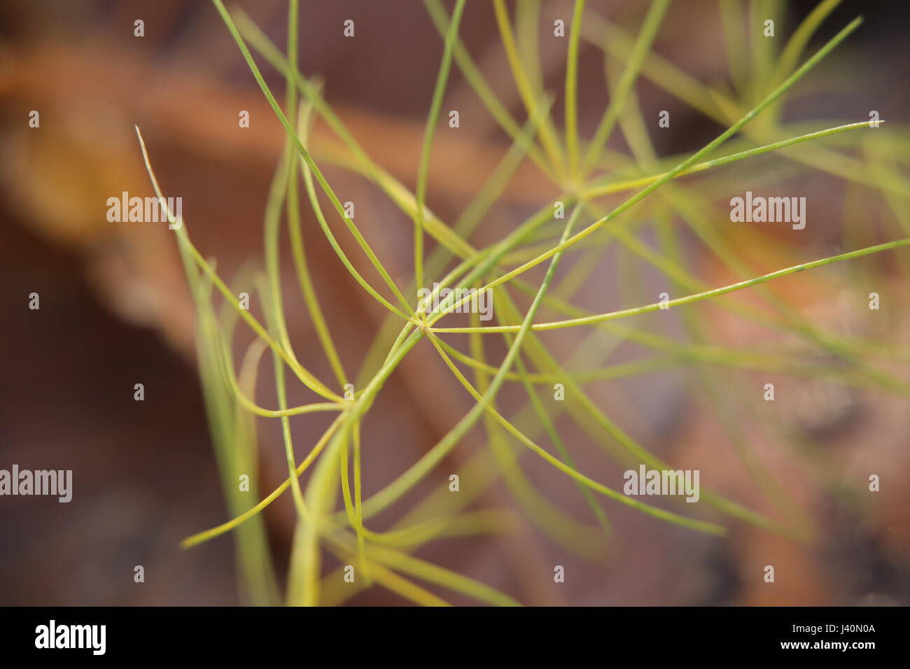 Feuilles d'asperge, nom scientifique Asparagus officinalis. Banque D'Images