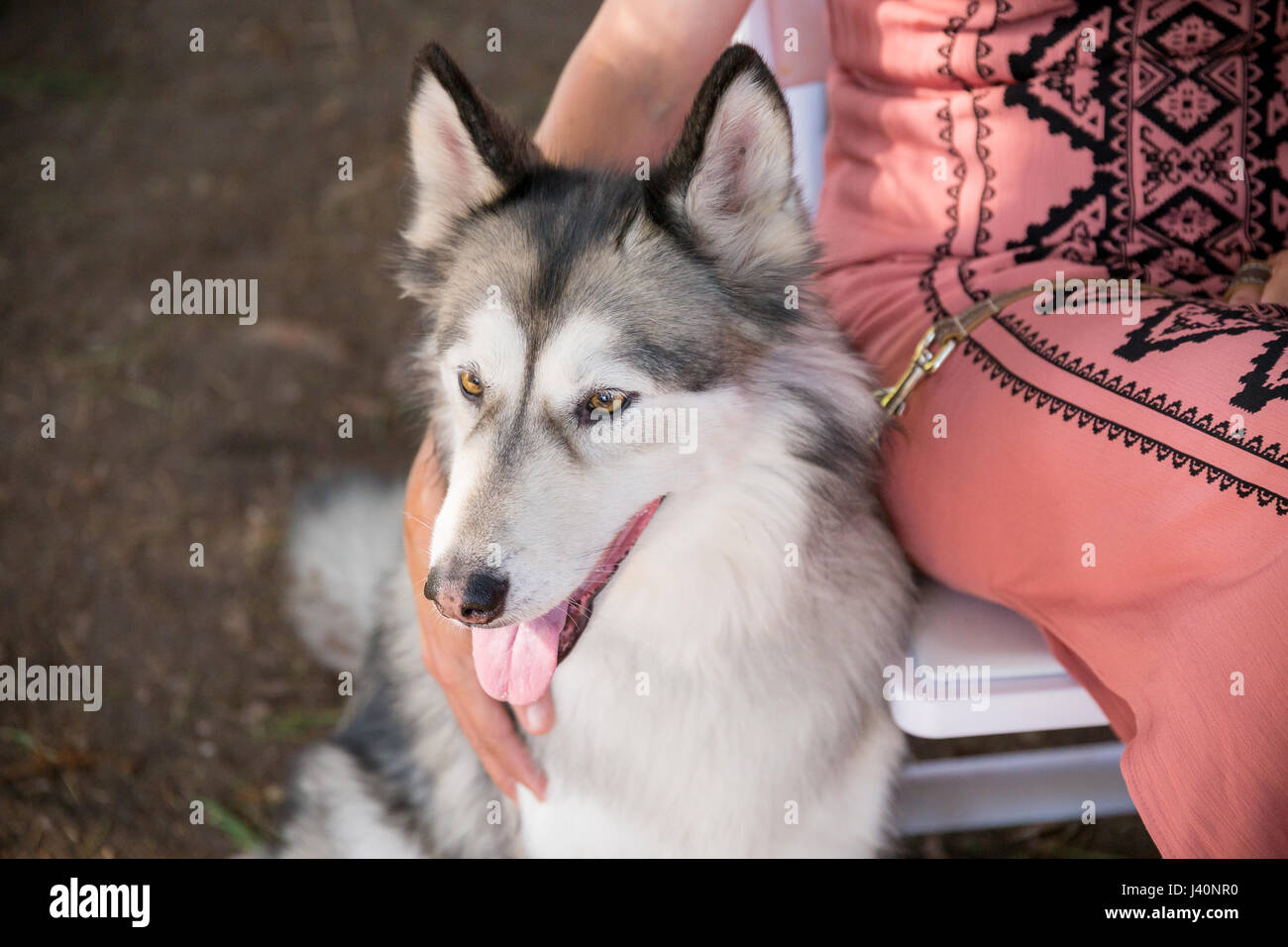 Husky de Sibérie au mariage chien amical Banque D'Images