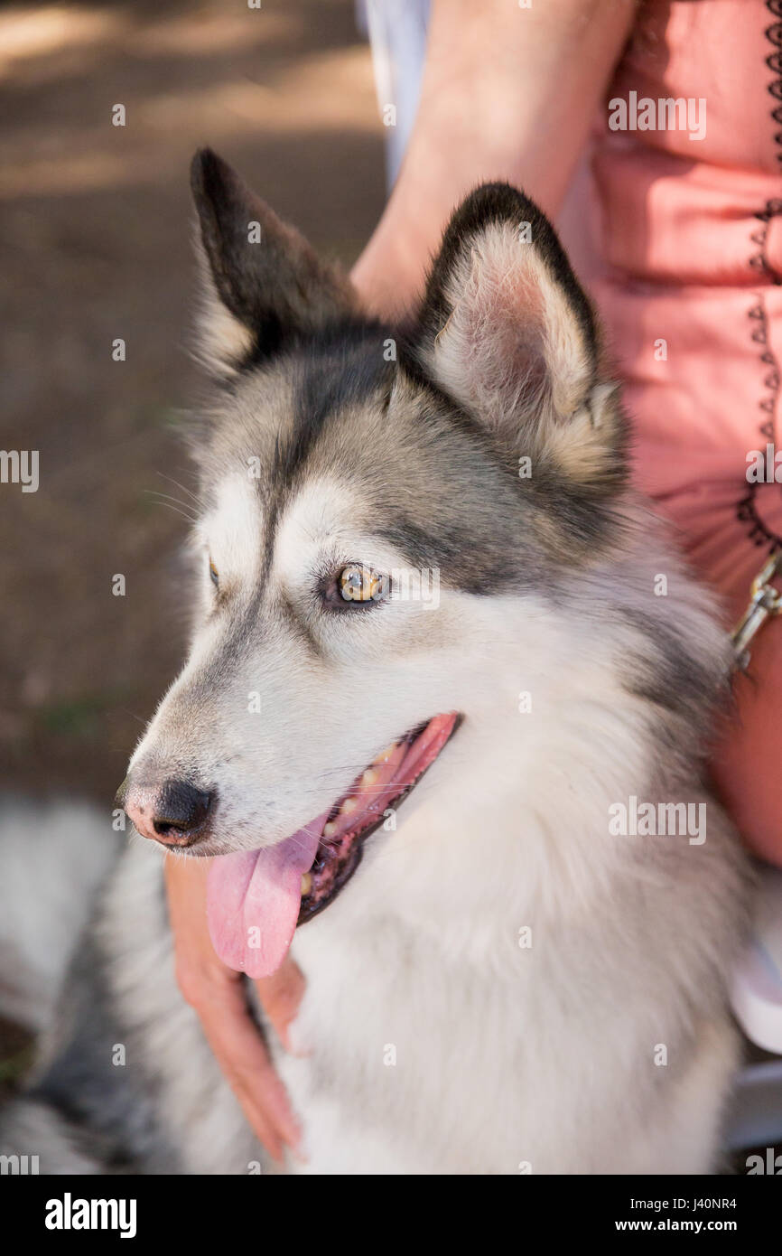 Husky de Sibérie au mariage chien amical Banque D'Images