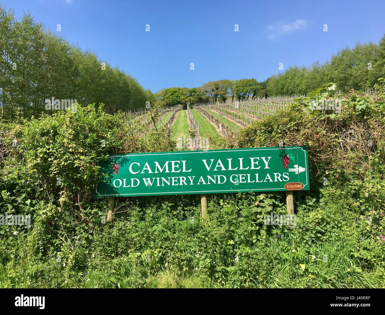 Camel Valley Wine Banque D'Images