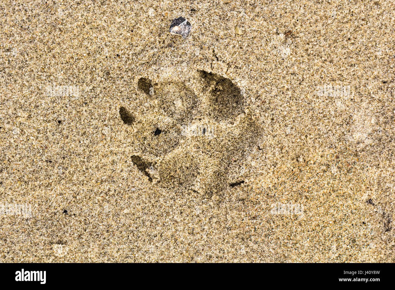 L'empreinte de chien dans le sable, animal fond Banque D'Images