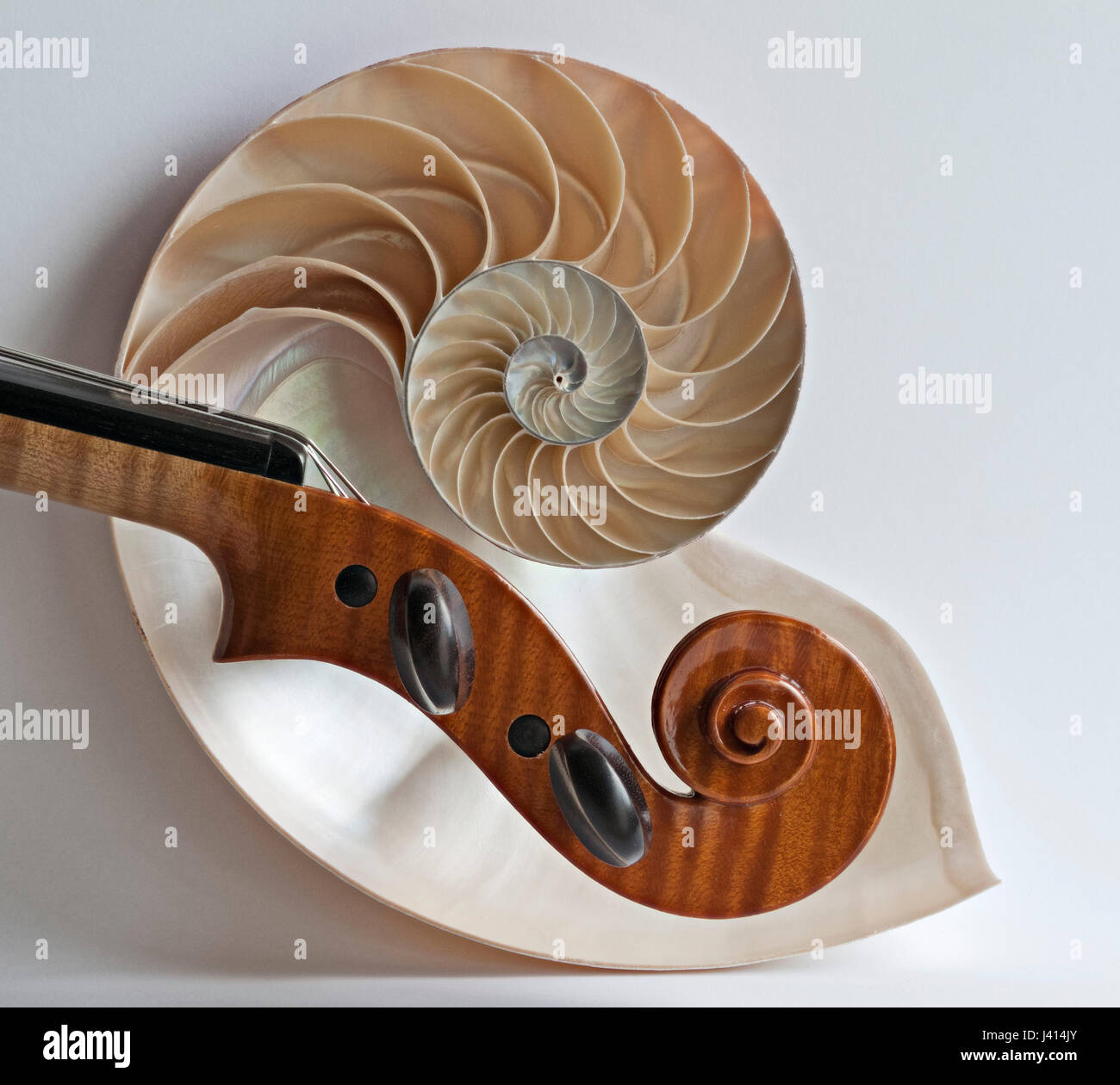 Violon violon alto et défilement sectioned Nautilus shell, focus-stacked image à l'aide de fenêtre donnant la lumière naturelle de subtiles ombres sur fond clair. Banque D'Images