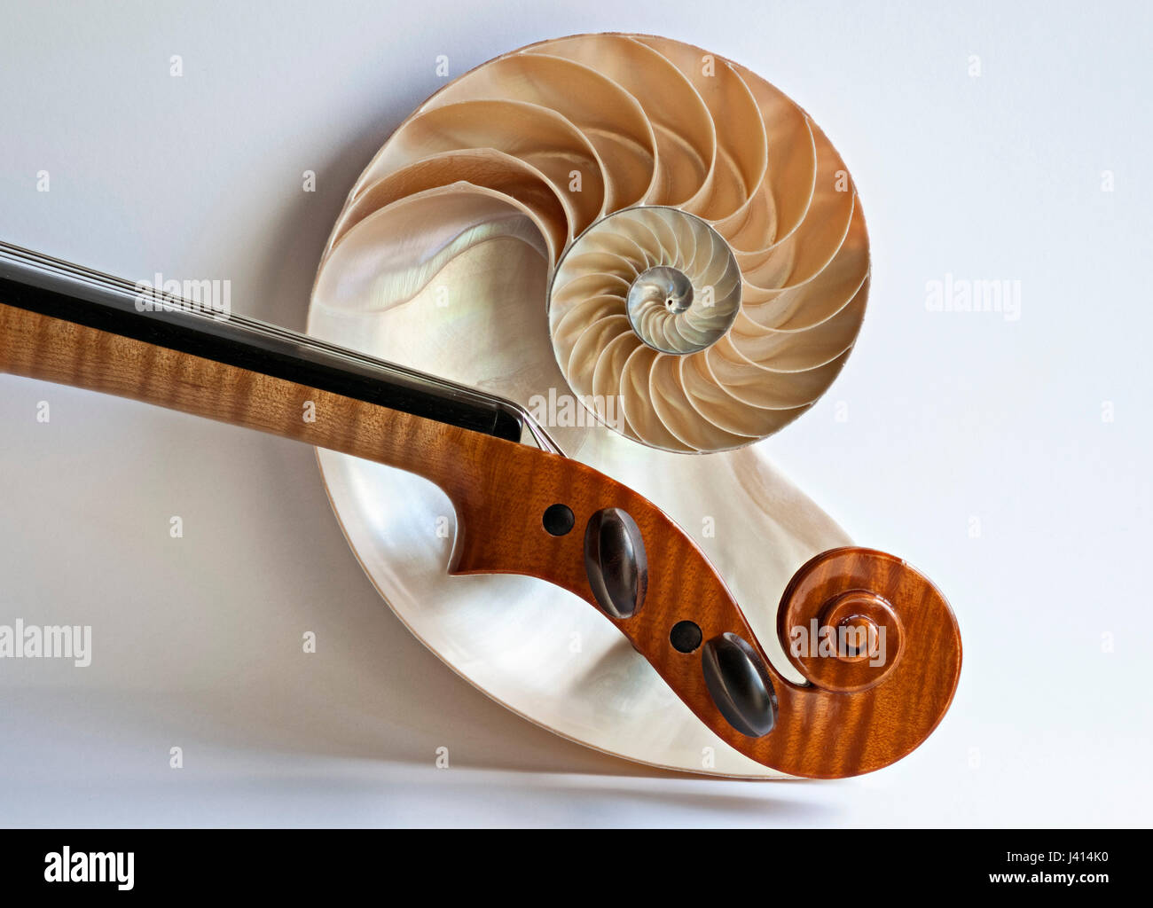 Violon violon alto et défilement sectioned Nautilus shell, focus-stacked image à l'aide de fenêtre donnant la lumière naturelle de subtiles ombres sur fond clair. Banque D'Images