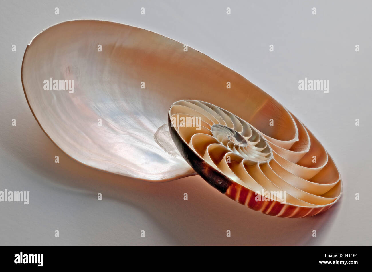 Nautilus shell section, appelées oblique view, focus-stacked image dans la fenêtre naturelle. lumière ombres subtiles donnant sur fond pâle.. Banque D'Images