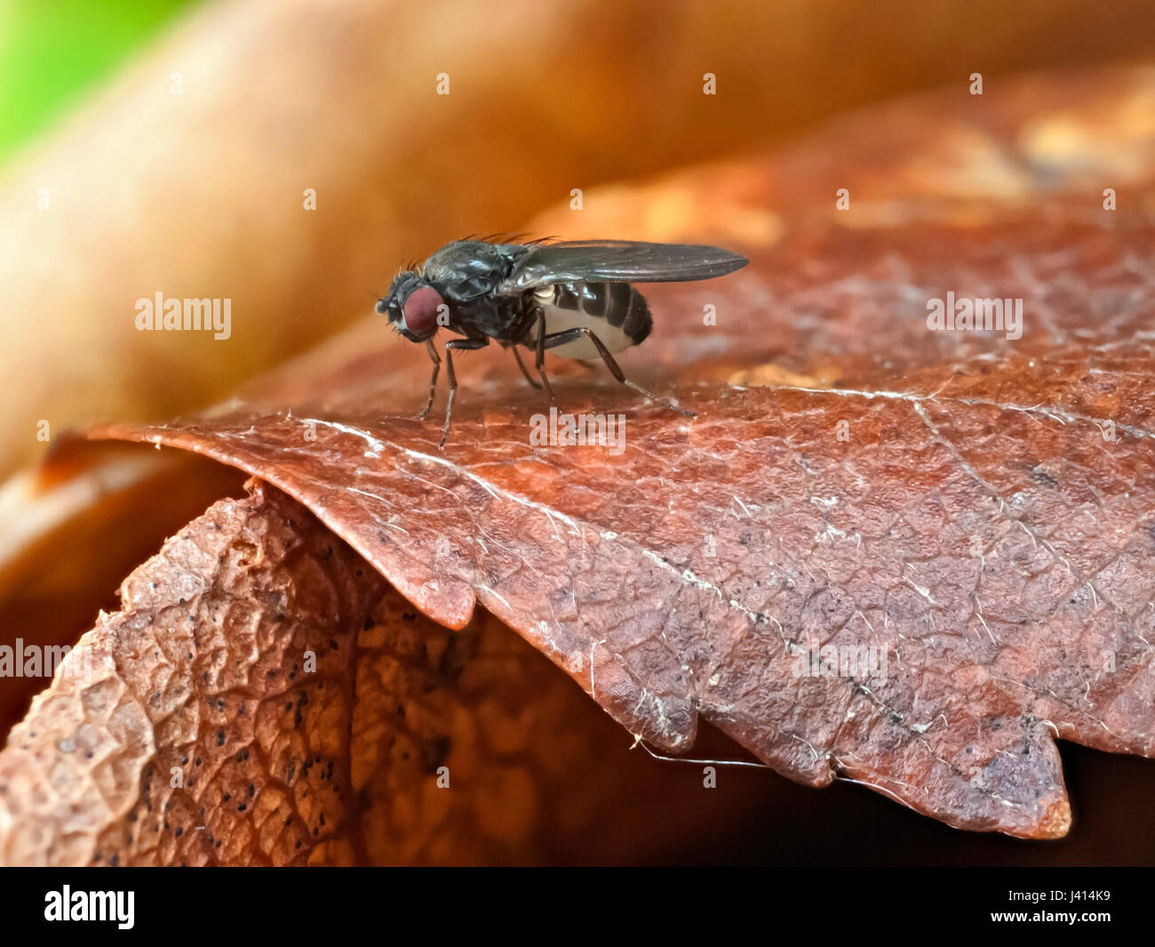(La mouche Drosophila sp), sur feuille d'automne, Lancashire UK. Focus-stacked macro image. Banque D'Images