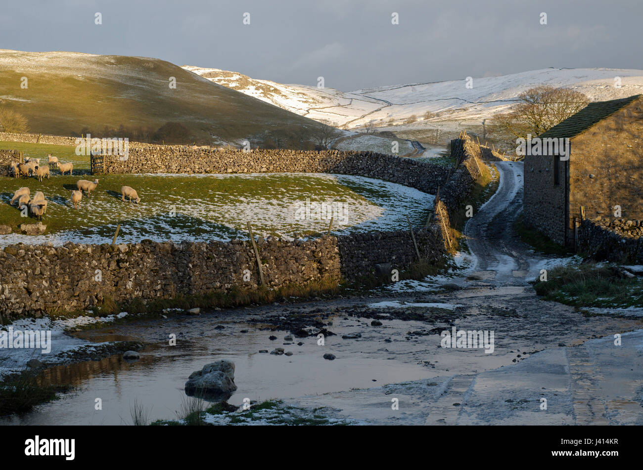 Flux gué sur glace près de Malham, Yorkshire Dales. Les murs en pierre sèche et grange, sur la route des collines couvertes de neige, les moutons en hiver soleil du soir. Banque D'Images