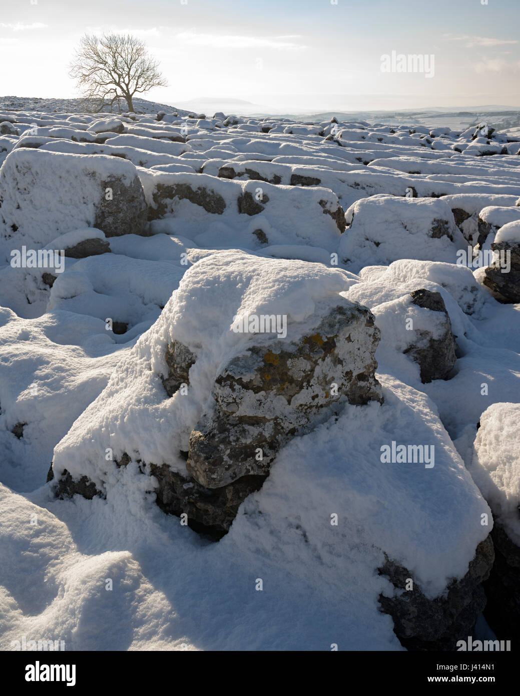 La neige ensoleillée couverte de lichen sur lapiez au-dessus de Malham, Yorkshire Dales. Frêne solitaire. Distance à Pendle. Focus-stacked image paysage. Banque D'Images