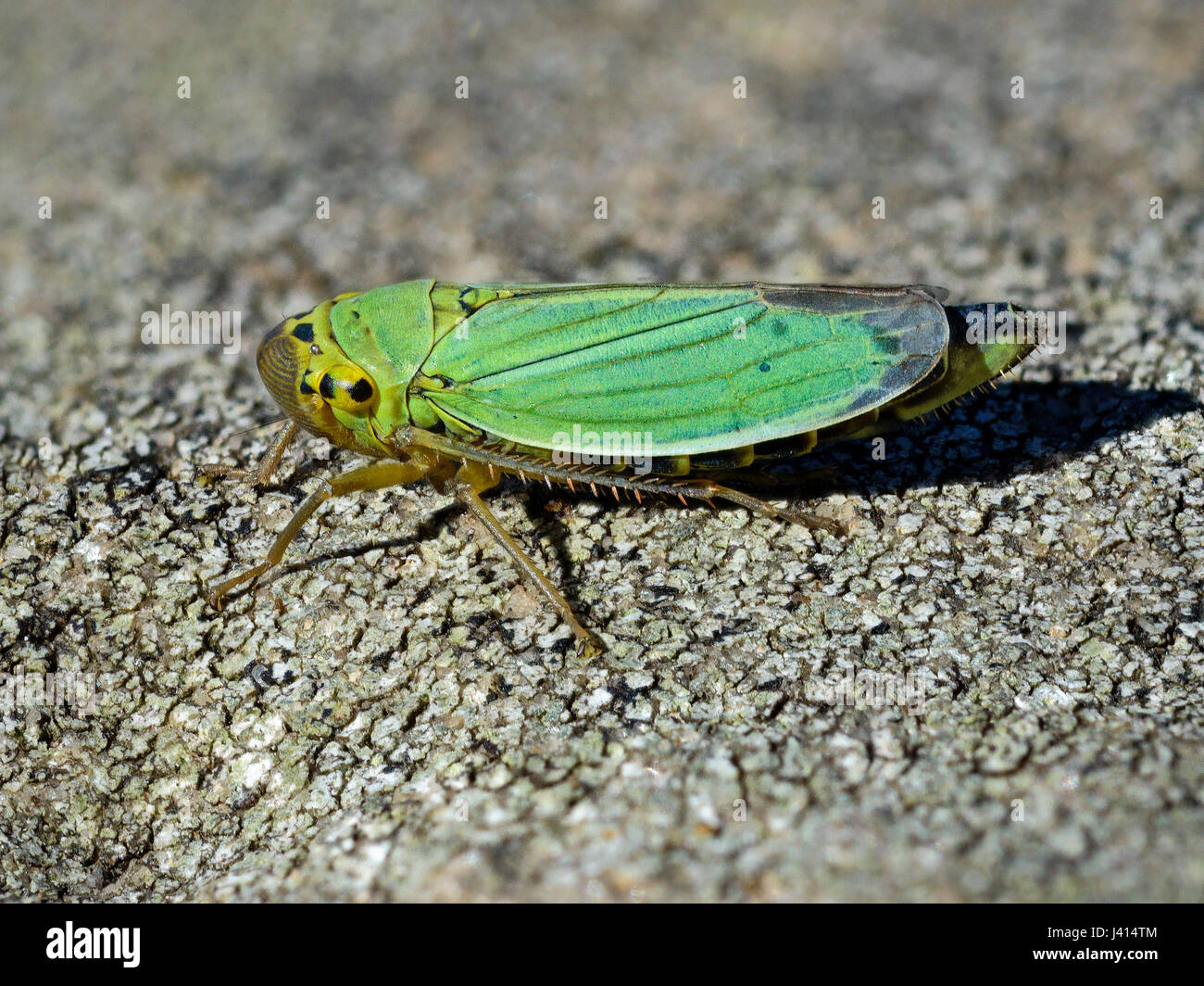 Feuille verte (Cicadella viridis-bac) Lancashire UK. Focus-stacked macro image. Banque D'Images