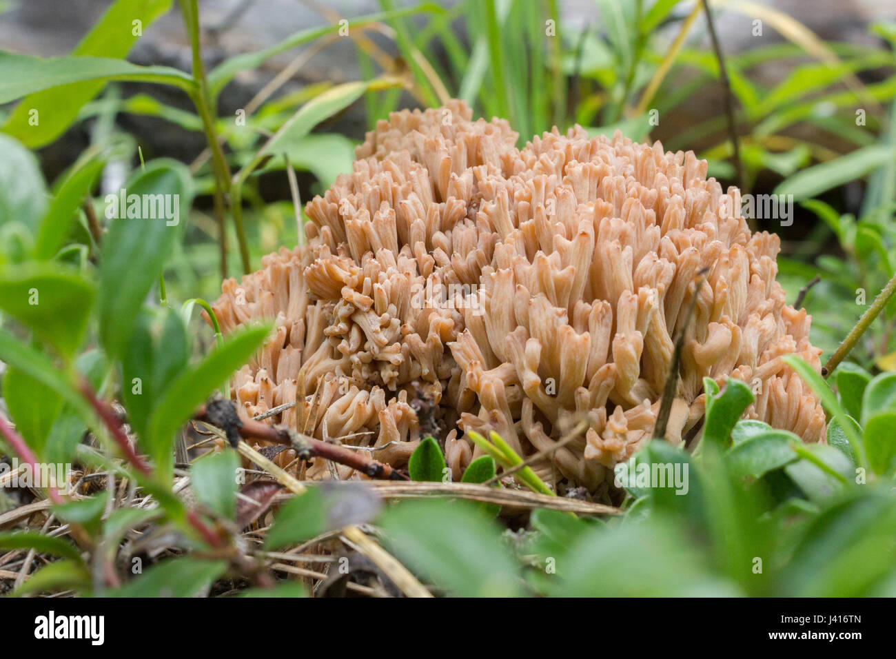 Coral (Clavarioid) mushroom en Alberta Foothills. Banque D'Images
