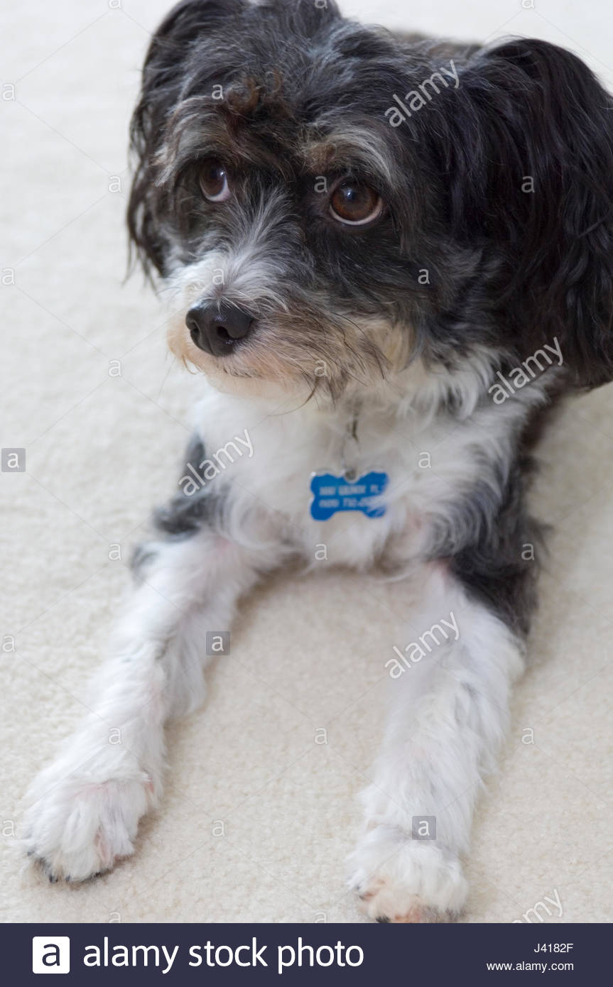 Chinese Crested Powder Puff Chien Noir Et Blanc La Huppe