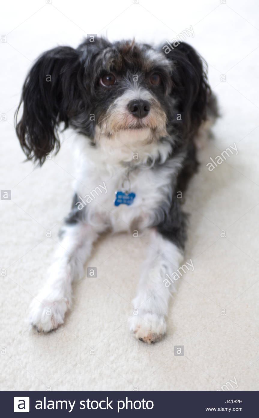 Chinese Crested Powder Puff Chien Noir Et Blanc La Huppe Est Soupconne D Avoir Accompagne Des Marins Chinois Chasse La Vermine Photo Stock Alamy