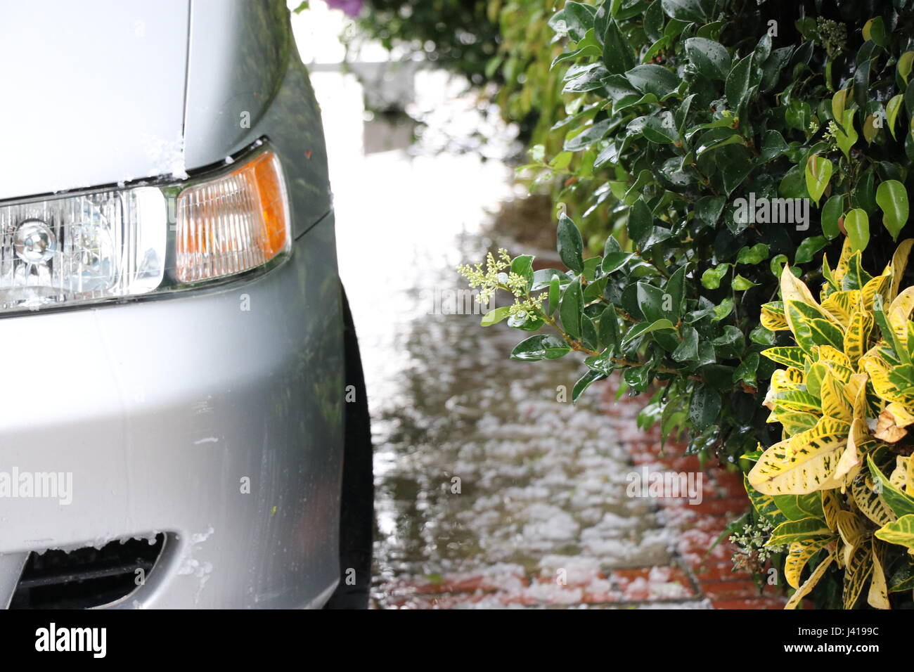 Belle photo de neige avec des fleurs Banque D'Images
