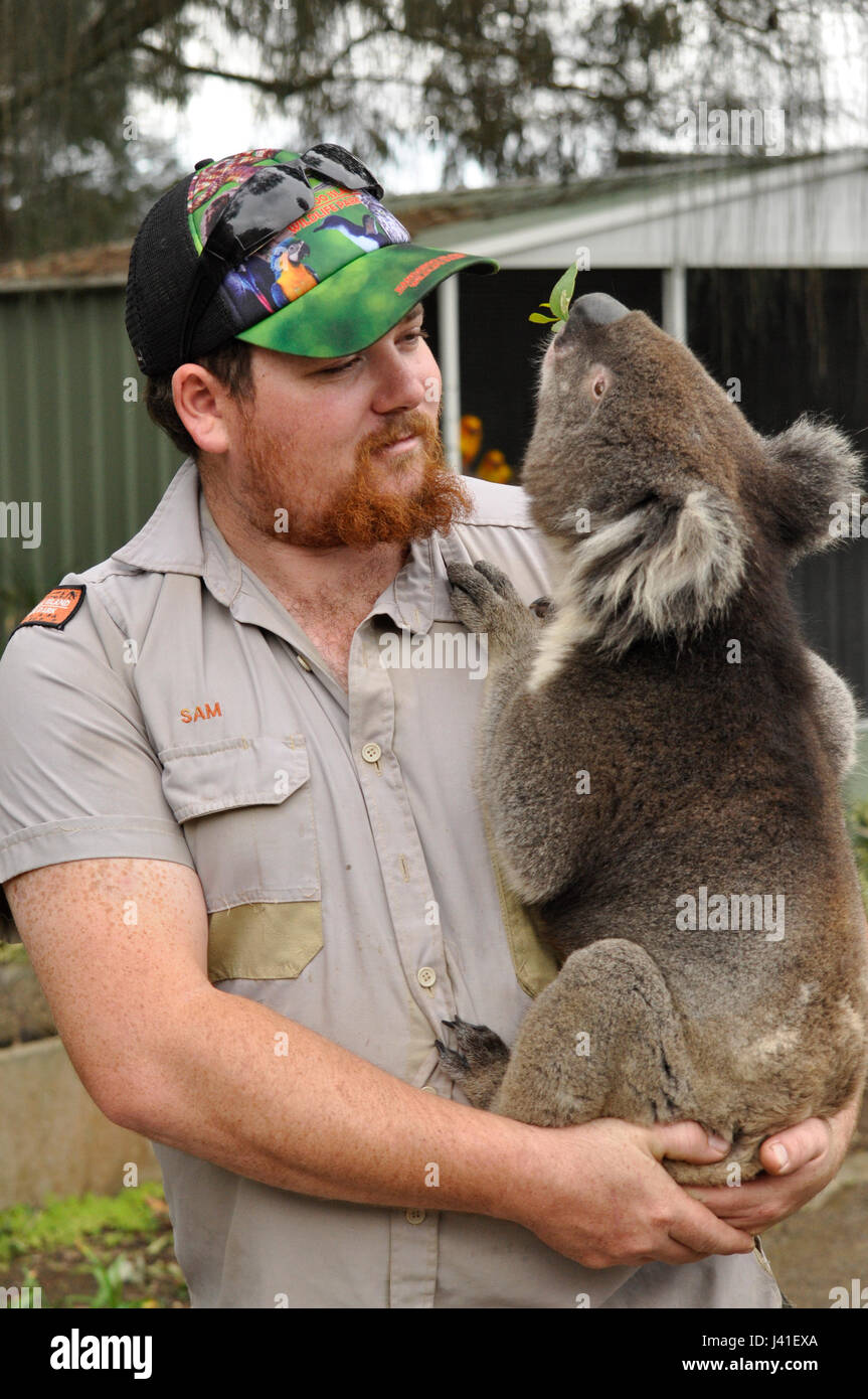 Un entraîneur avec un koala dans ses bras, à Kangaroo Island, Australie du Sud Banque D'Images