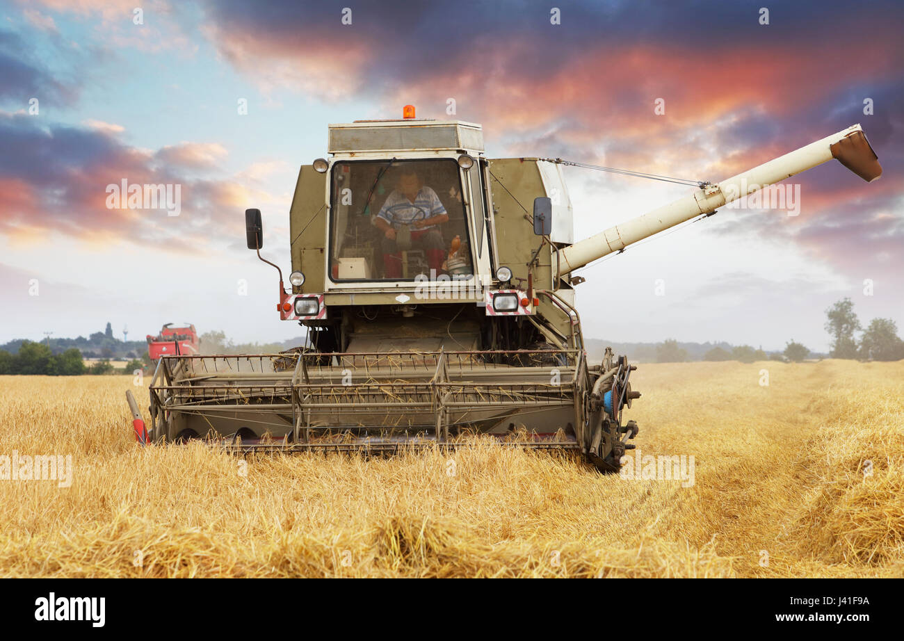Combine harvester in Wheat field. Banque D'Images