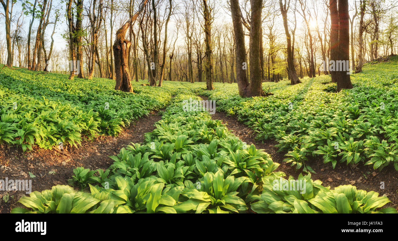 Chemin forestier grâce à l'ail des ours - Allium ursinum Banque D'Images