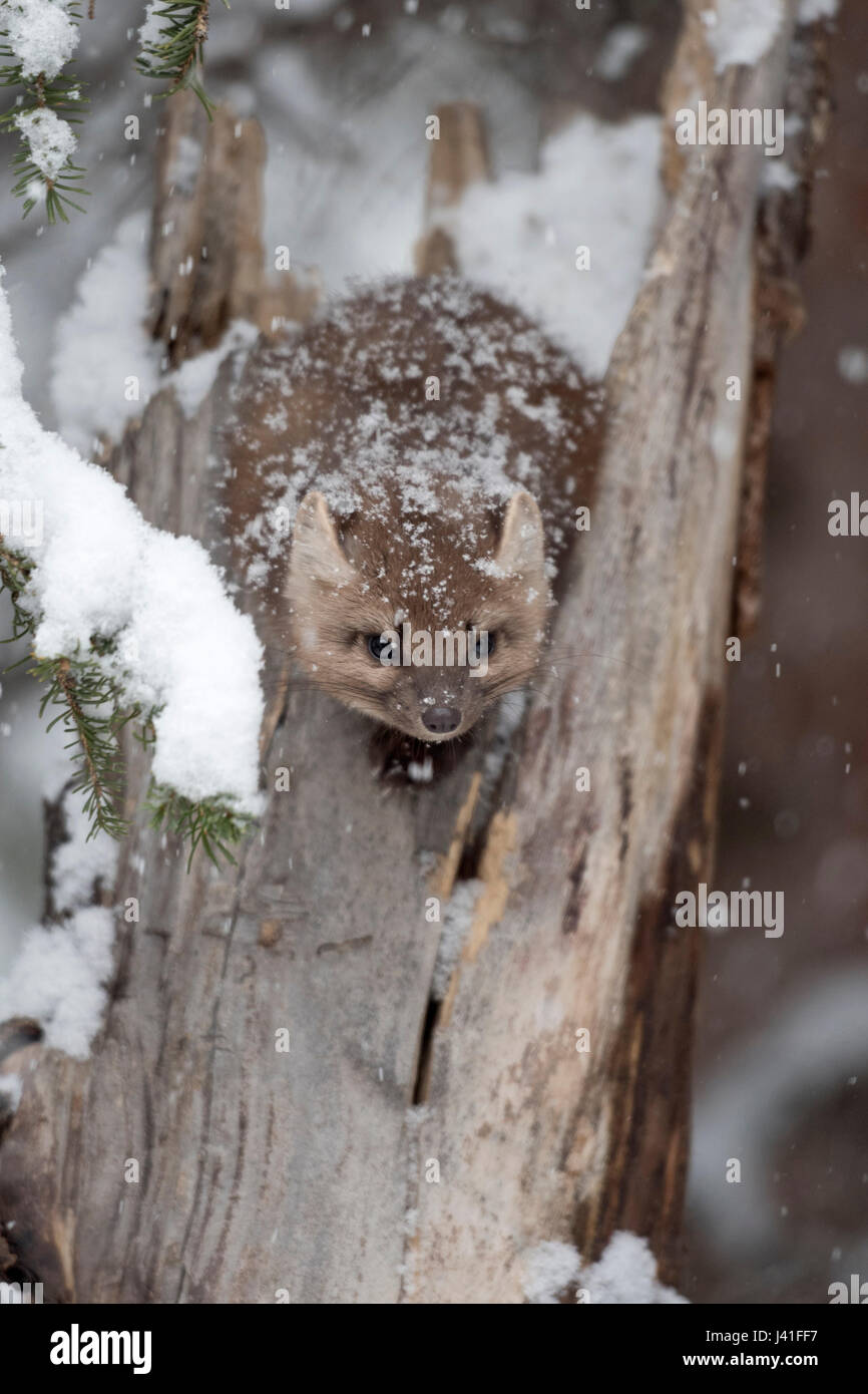 La martre (Martes americana ) en hiver, secret jeune adulte, assis sur une vieille souche d'arbre, fourrure couverte de neige, peeking, drôle , USA. Banque D'Images
