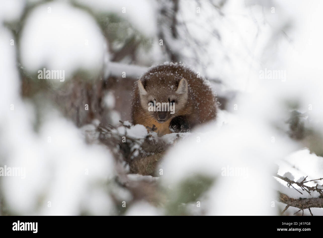 La martre des pins / Baummarder / Fichtenmarder ( Martes americana ) en hiver, chasse dans un conifère arbre couvert de neige, vue frontale, l'air féroce, moyenne, USA Banque D'Images