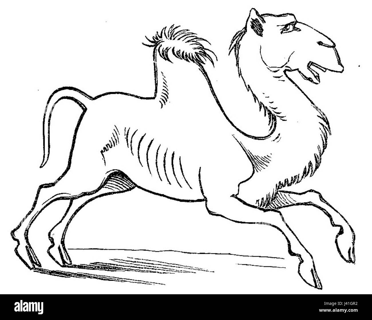 'Lustige Naturgeschichte oder Zoologia comica' est une interprétation humoristique de la zoologie, avec des représentations illustrées d'animaux dans des formes exagérées et comiques. Cette œuvre mêle concepts scientifiques et humour ludique, ce qui en fait une introduction engageante à l’histoire naturelle. Banque D'Images