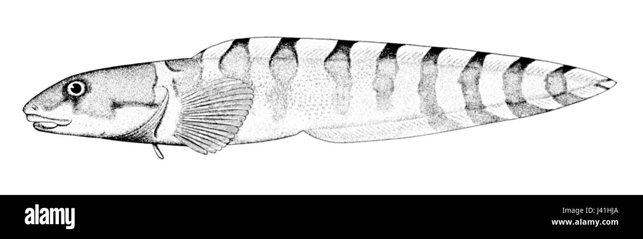 Lycodes reticulatus, communément appelé le râteau réticulé, est une espèce de poisson d'eau profonde. Elle se caractérise par son corps à motifs distinctifs et se trouve dans les eaux océaniques plus froides. Banque D'Images